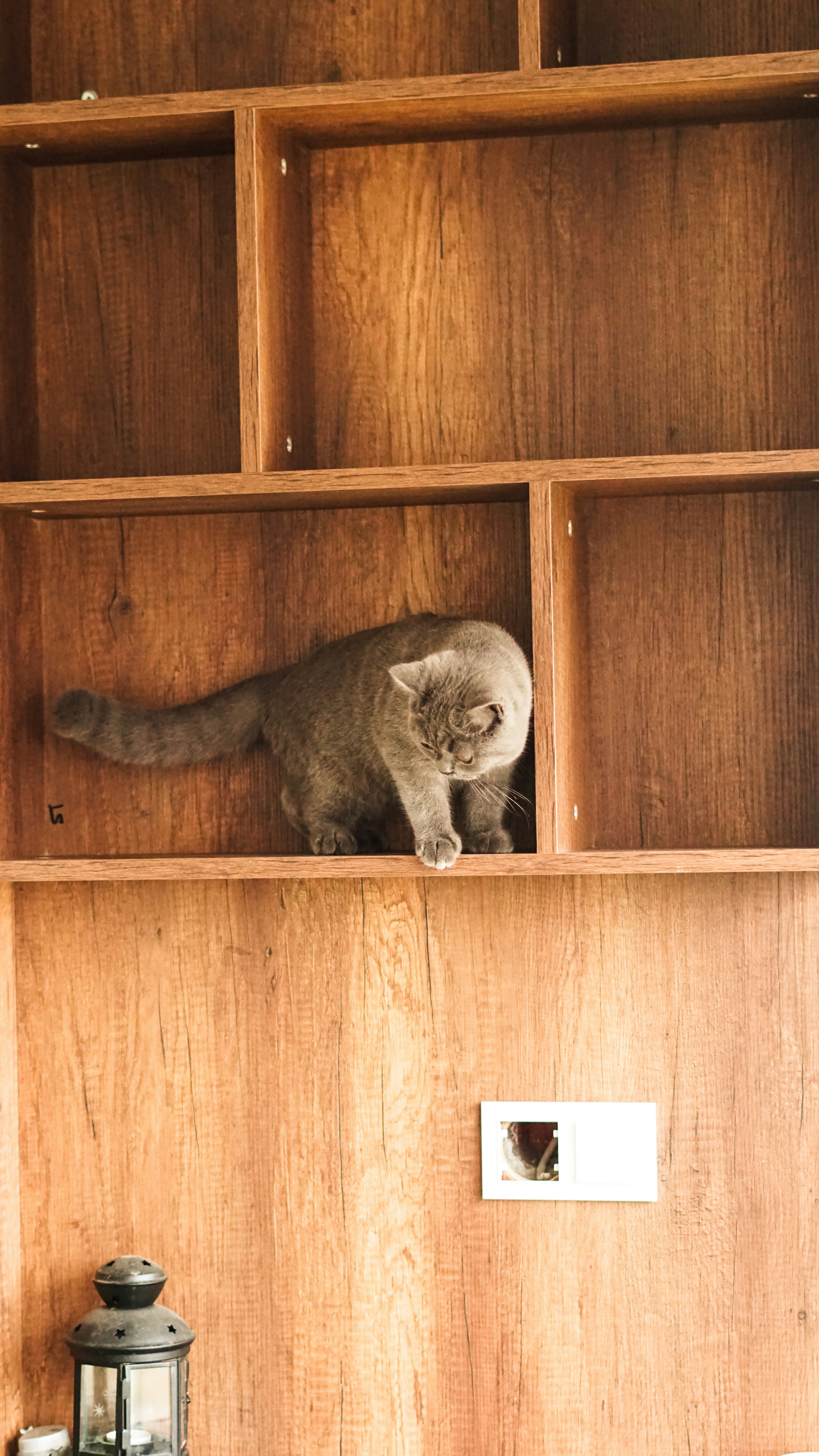 seekor kucing duduk di atas rak kayu