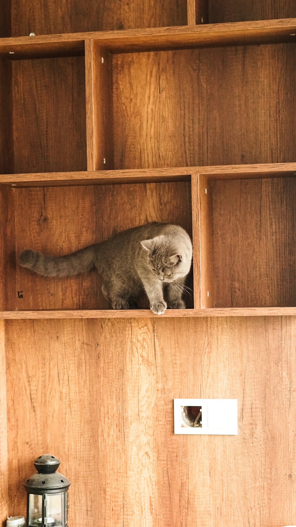 a cat sitting on top of a wooden shelf