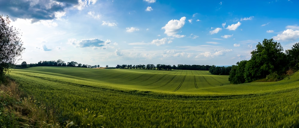 a large field of green grass under a blue sky