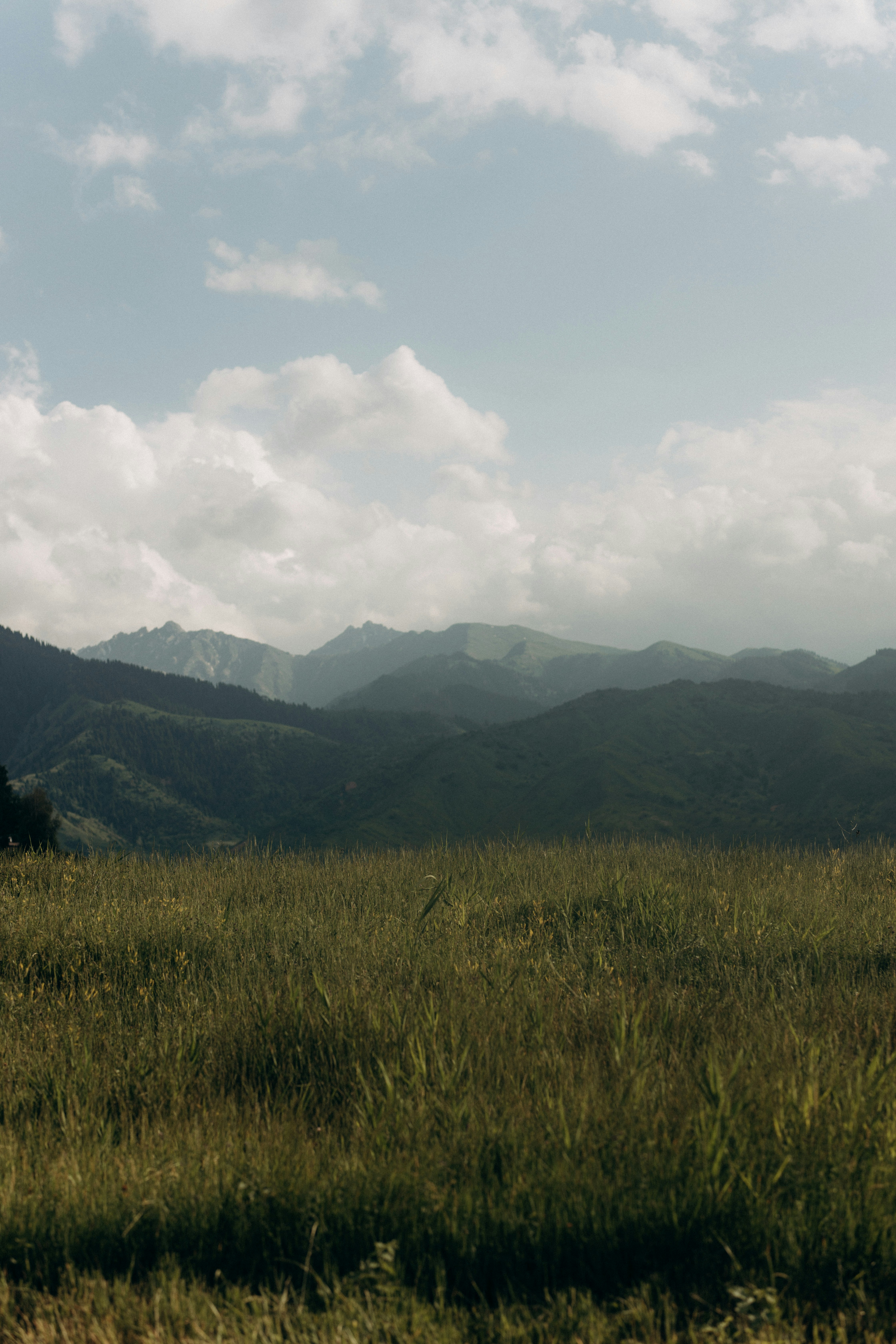 a horse standing in a field with mountains in the background