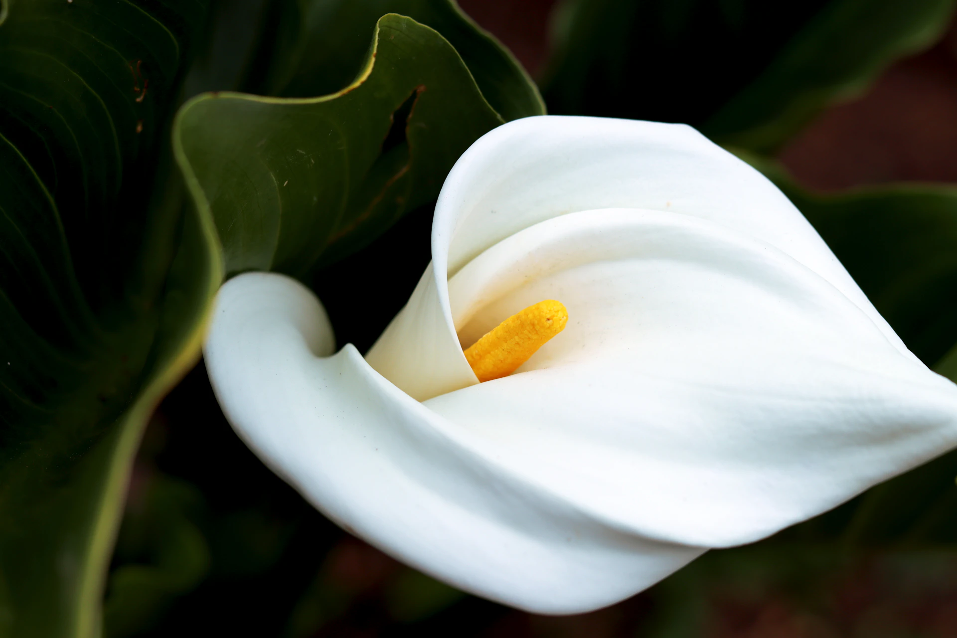 a close up of a white flower with green leaves
