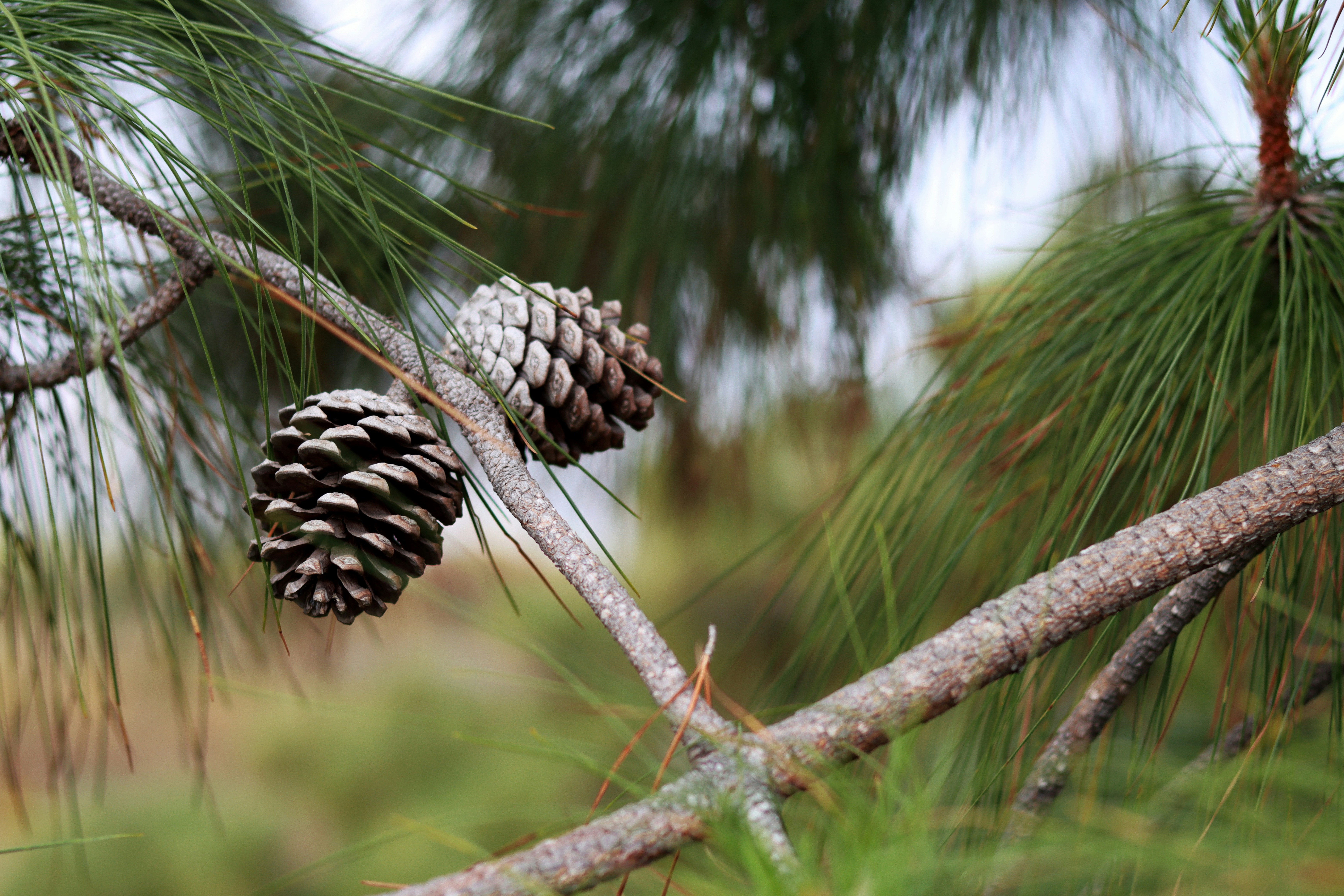 Photo by carolinagrants