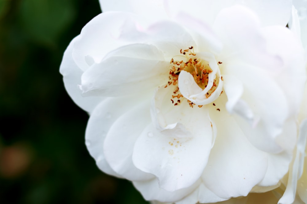 a close up of a white flower with a green background