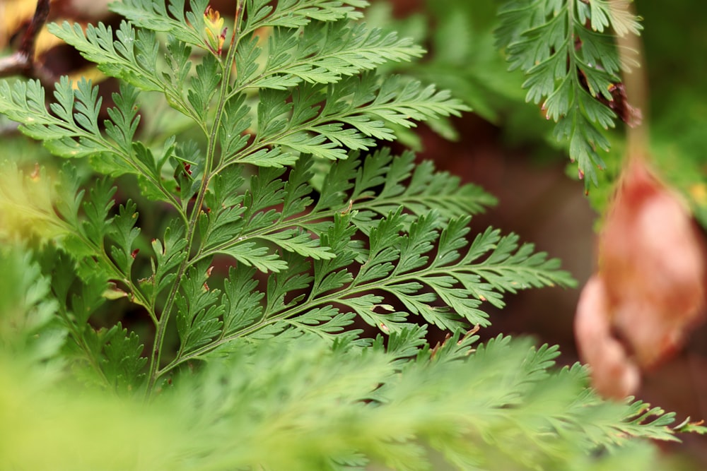 a close up of a green plant with leaves