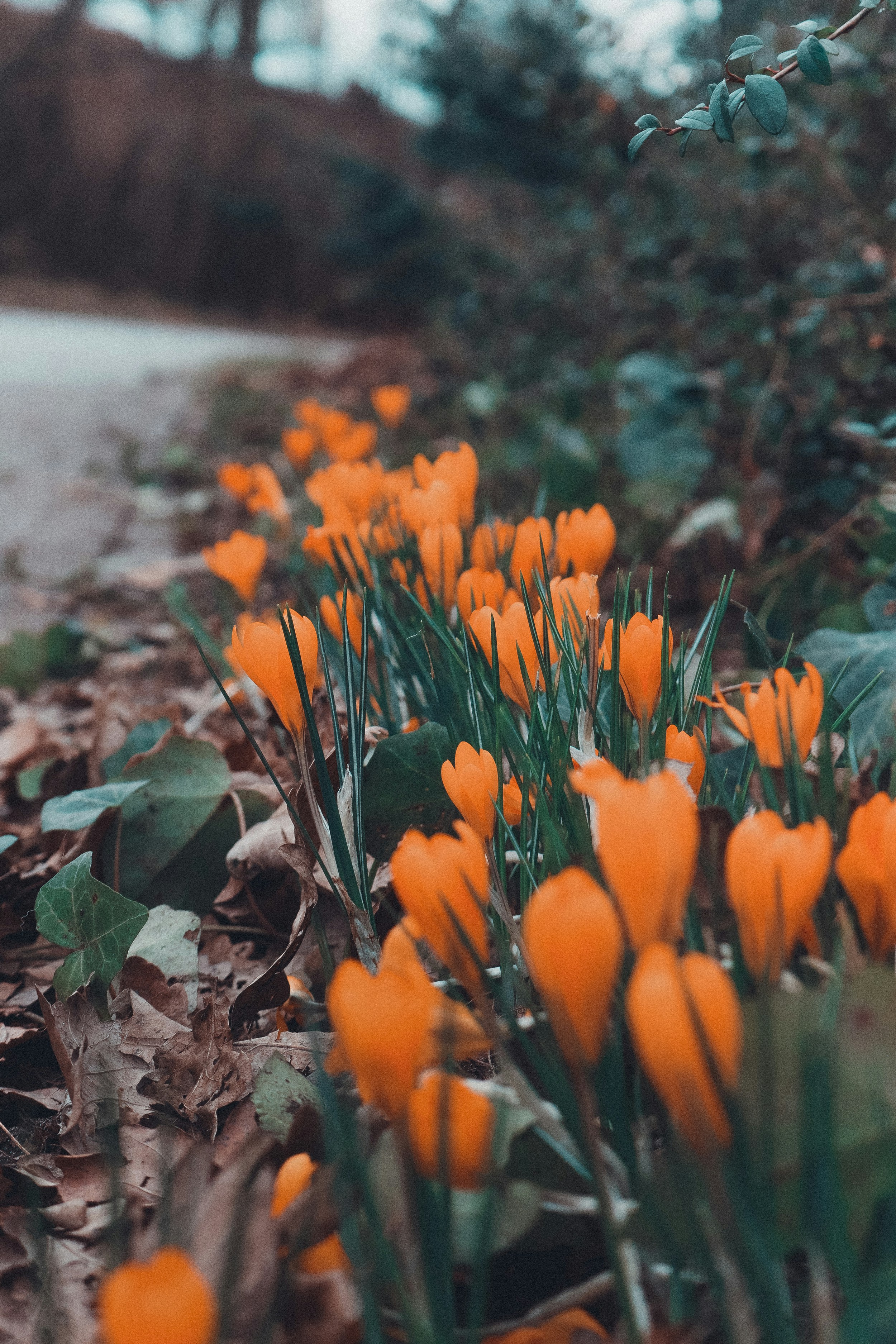 a bunch of orange flowers that are in the grass