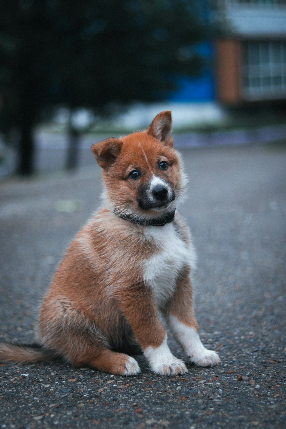 a small brown and white dog sitting on top of a road