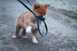 A small puppy with a fluffy reddish-brown coat is playfully biting its blue leash. The puppy is standing on a gravel path with one paw lifted, displaying a playful demeanor.