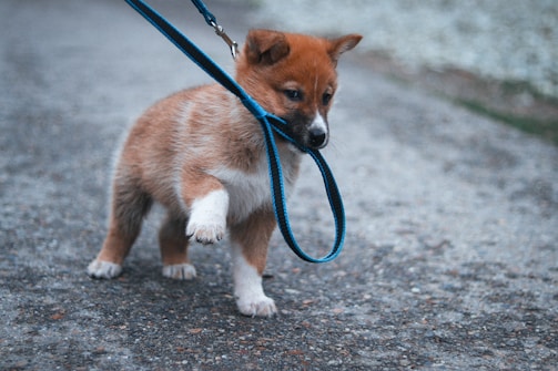 A small puppy with a fluffy reddish-brown coat is playfully biting its blue leash. The puppy is standing on a gravel path with one paw lifted, displaying a playful demeanor.