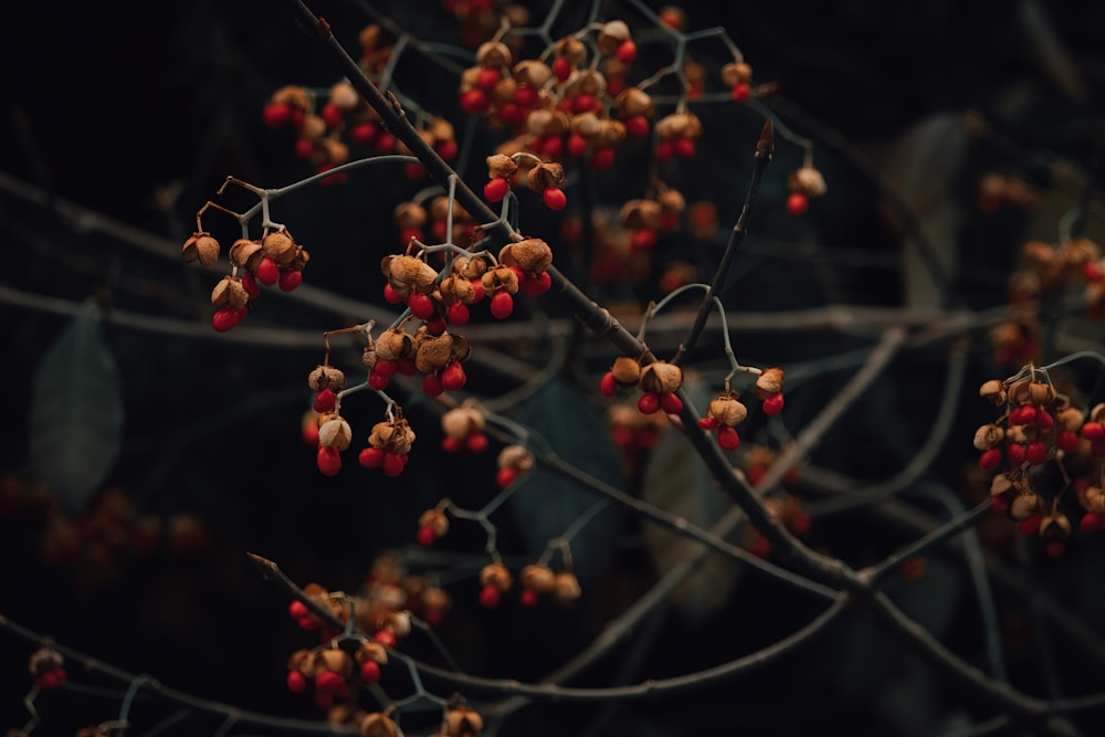 a close up of a tree with berries on it