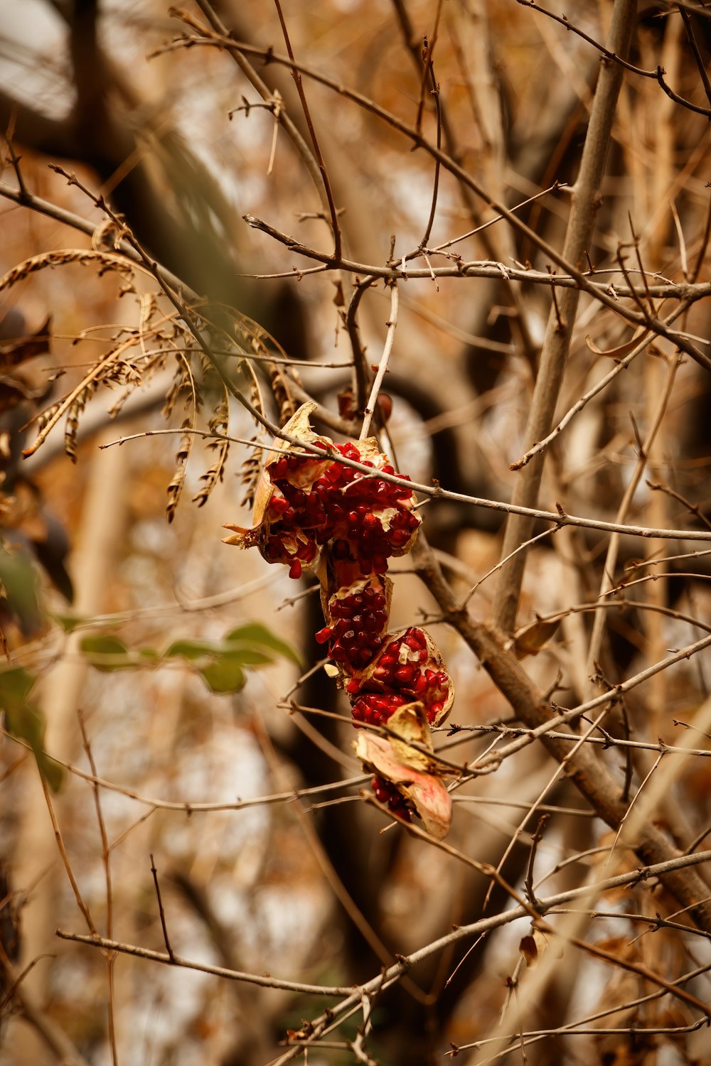 a bunch of red berries hanging from a tree