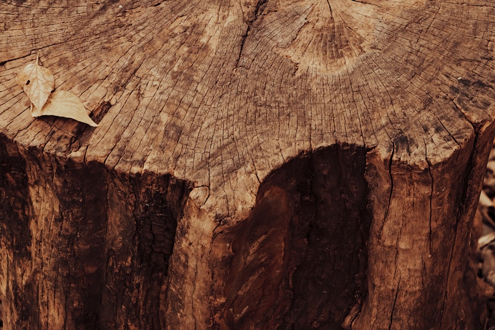 a close up of a tree stump with a bird perched on top of it