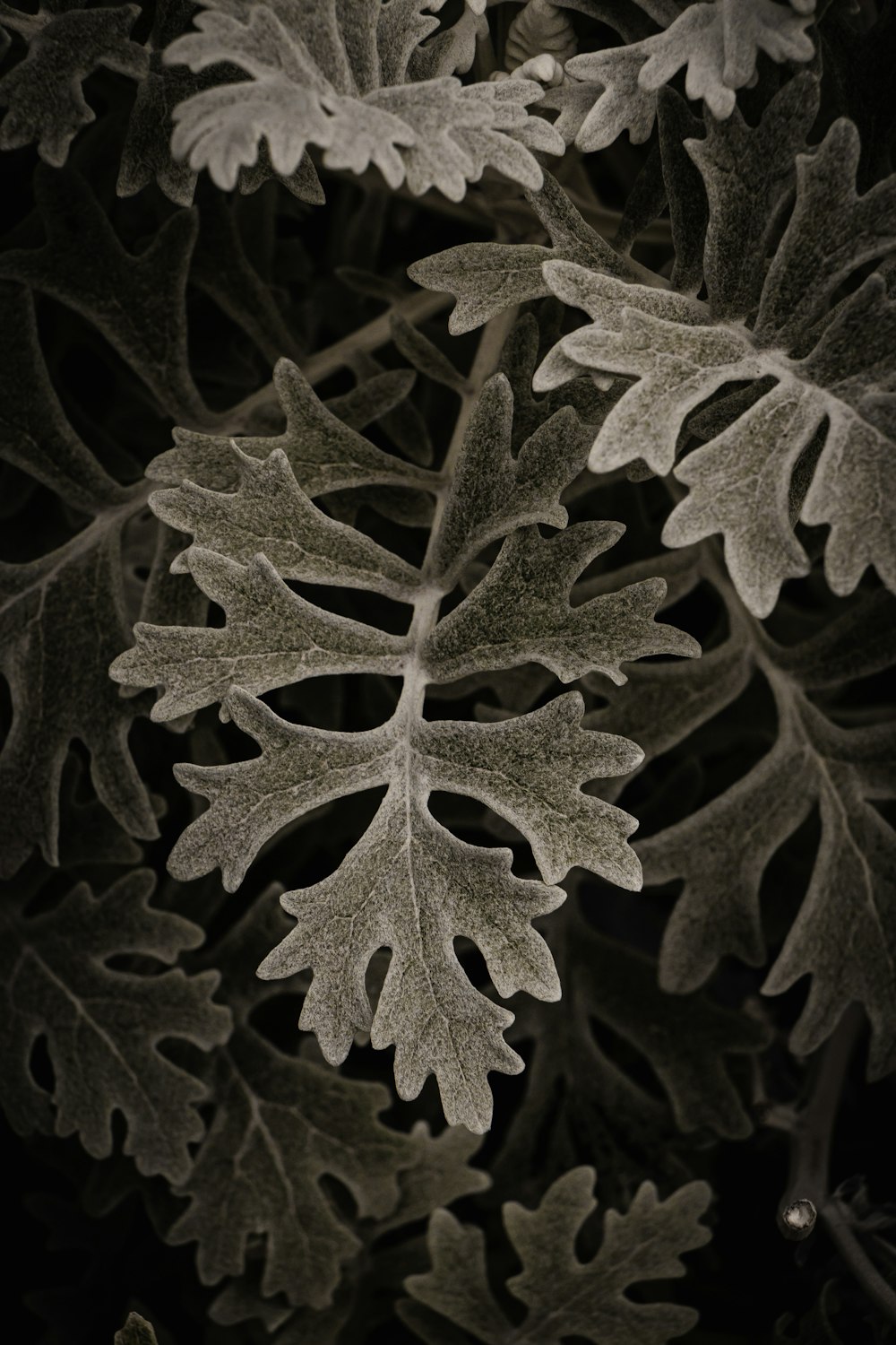 a close up of a leafy plant with lots of leaves
