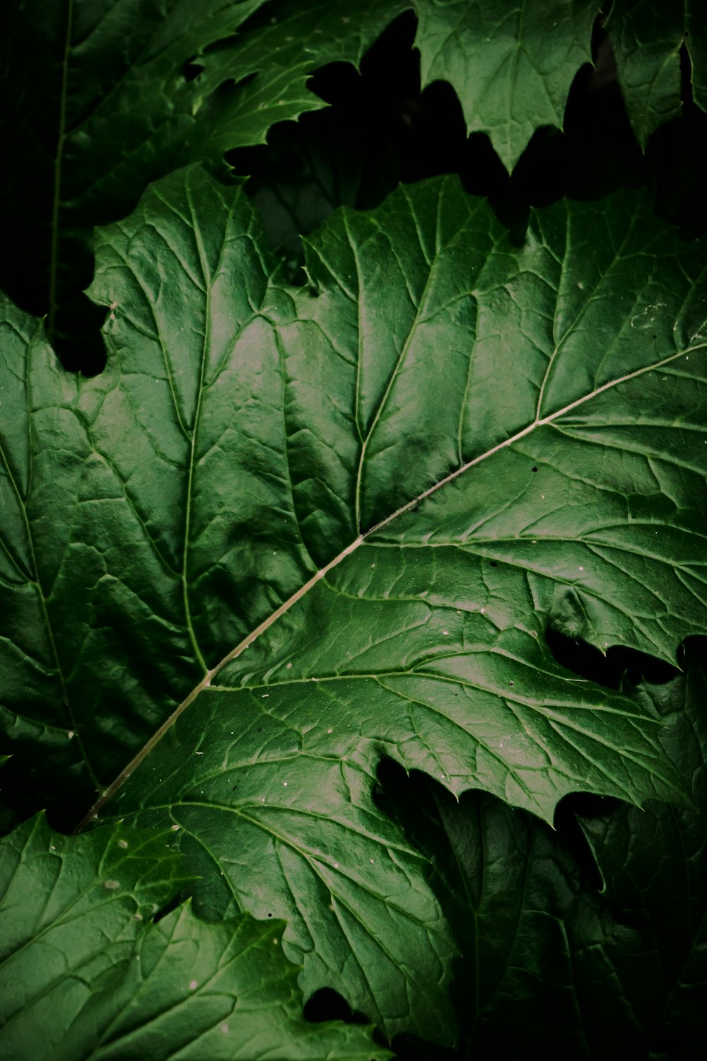 a close up of a green leafy plant