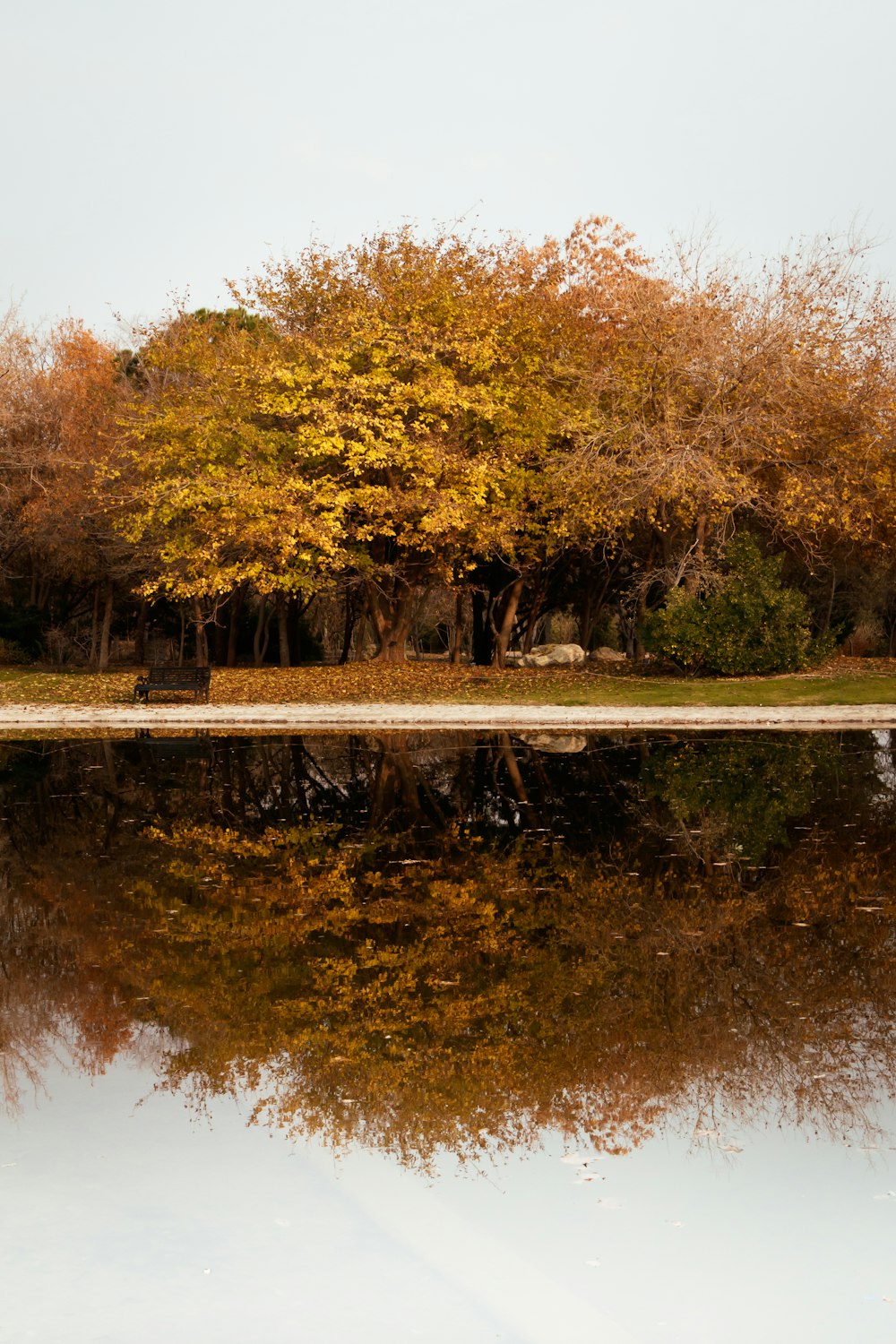 a tree that is next to a body of water