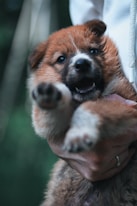 dogAdvisor | dogadvisor | dog advisor | dogAdvisor.dog