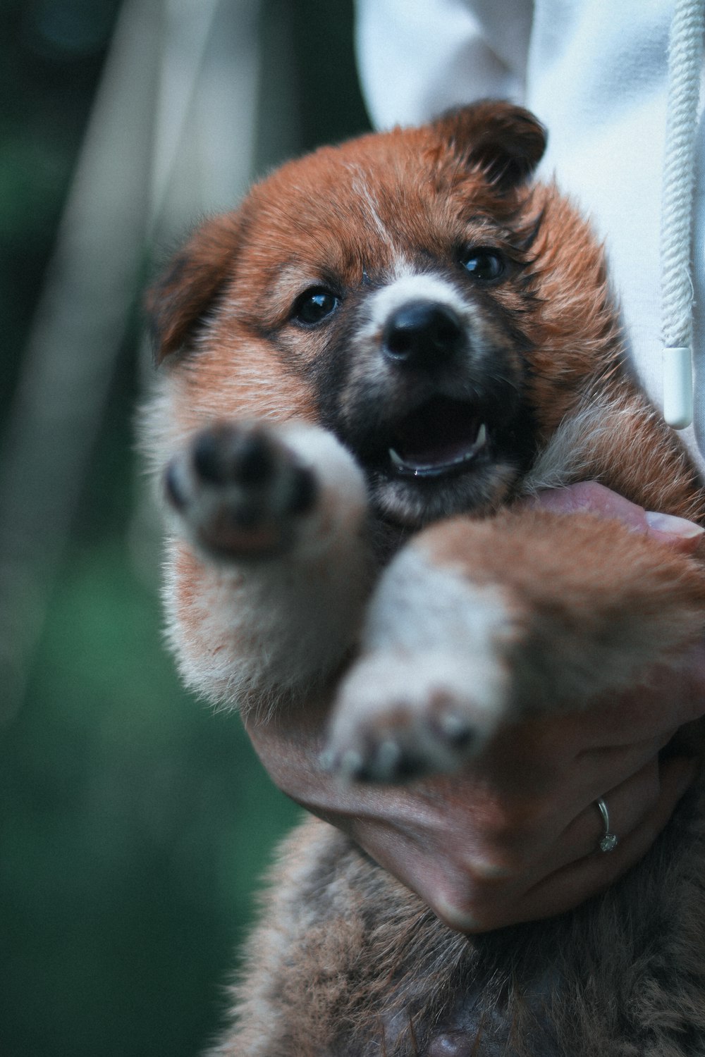 a person holding a small brown and white dog