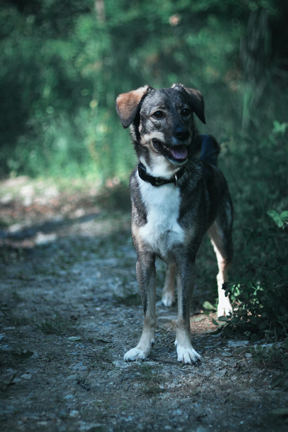 a dog standing on a dirt road in the woods