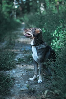 A dog sitting attentively on a hiking trail with greenery around