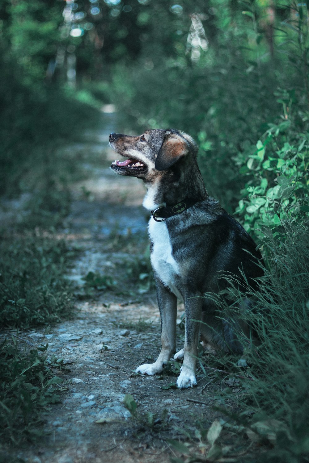 a dog sitting on a path in the woods