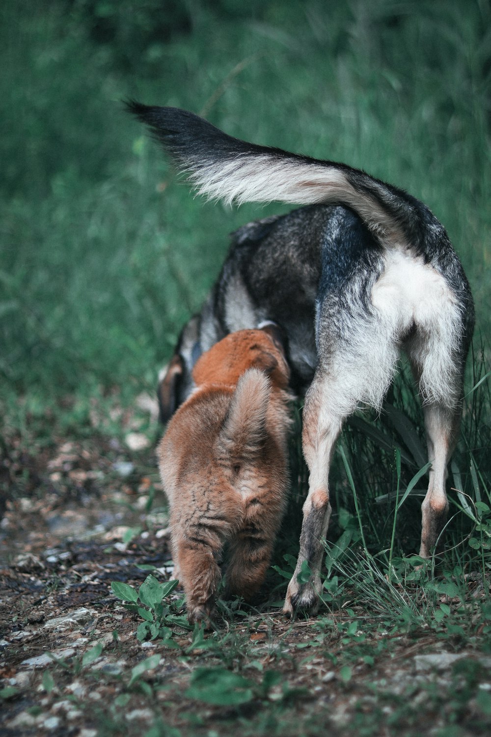 a dog and a cat are standing in the grass