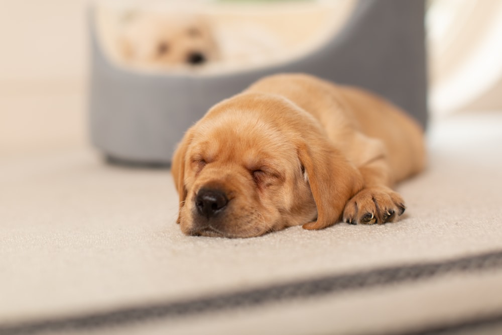 a dog laying on the floor next to a mirror