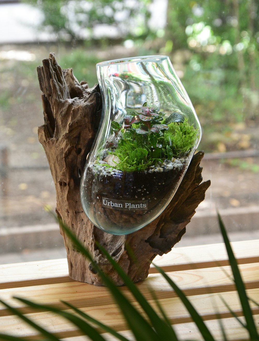 a glass vase with plants inside of it