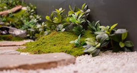 A lush arrangement of green plants and moss is nestled along a small, stone pathway, with a backdrop of a smooth gray wall. The foreground features light-colored gravel, contrasting with the vibrant greenery and organic textures of the moss.
