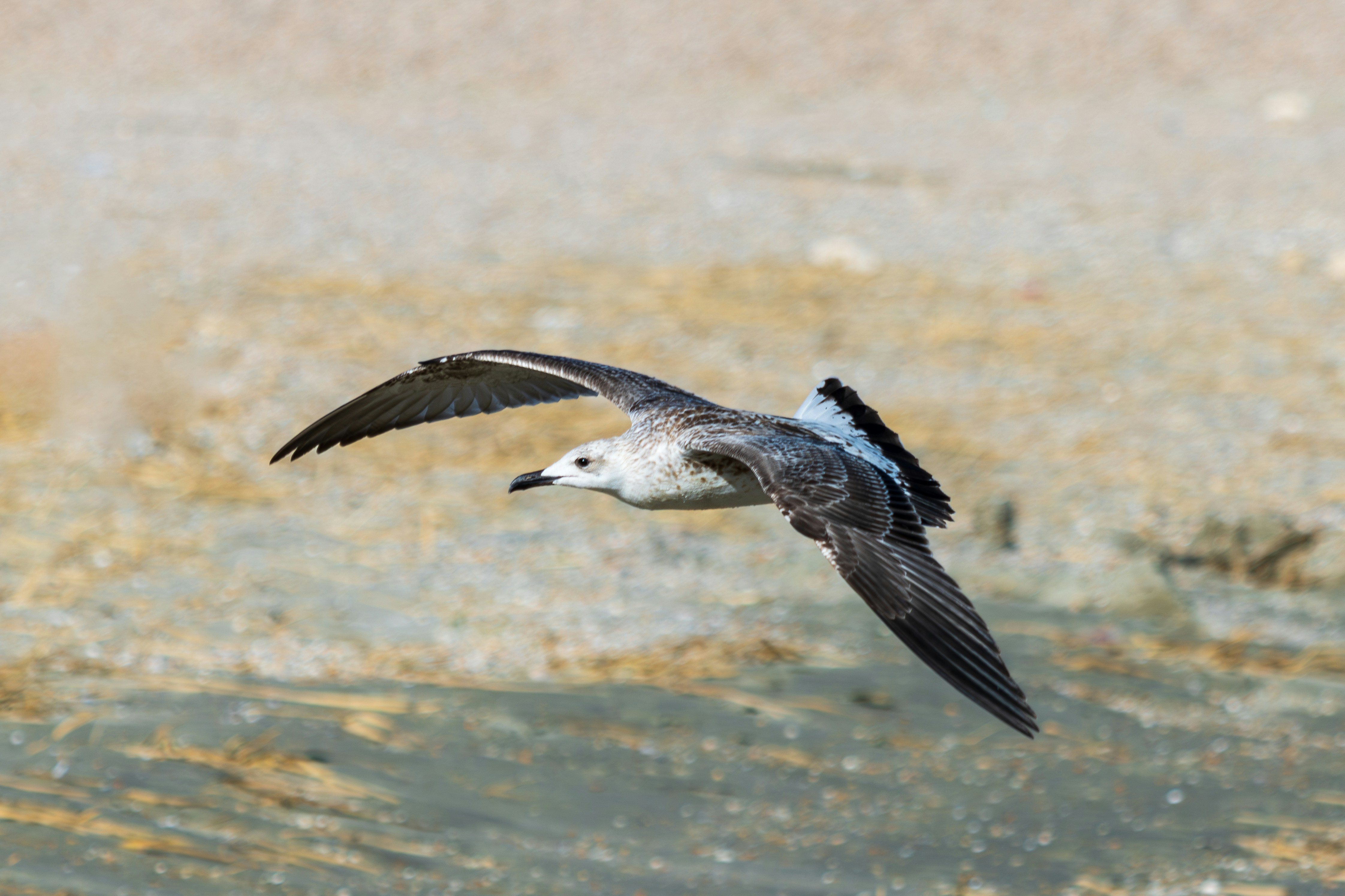 Photo by mechaowlstudios