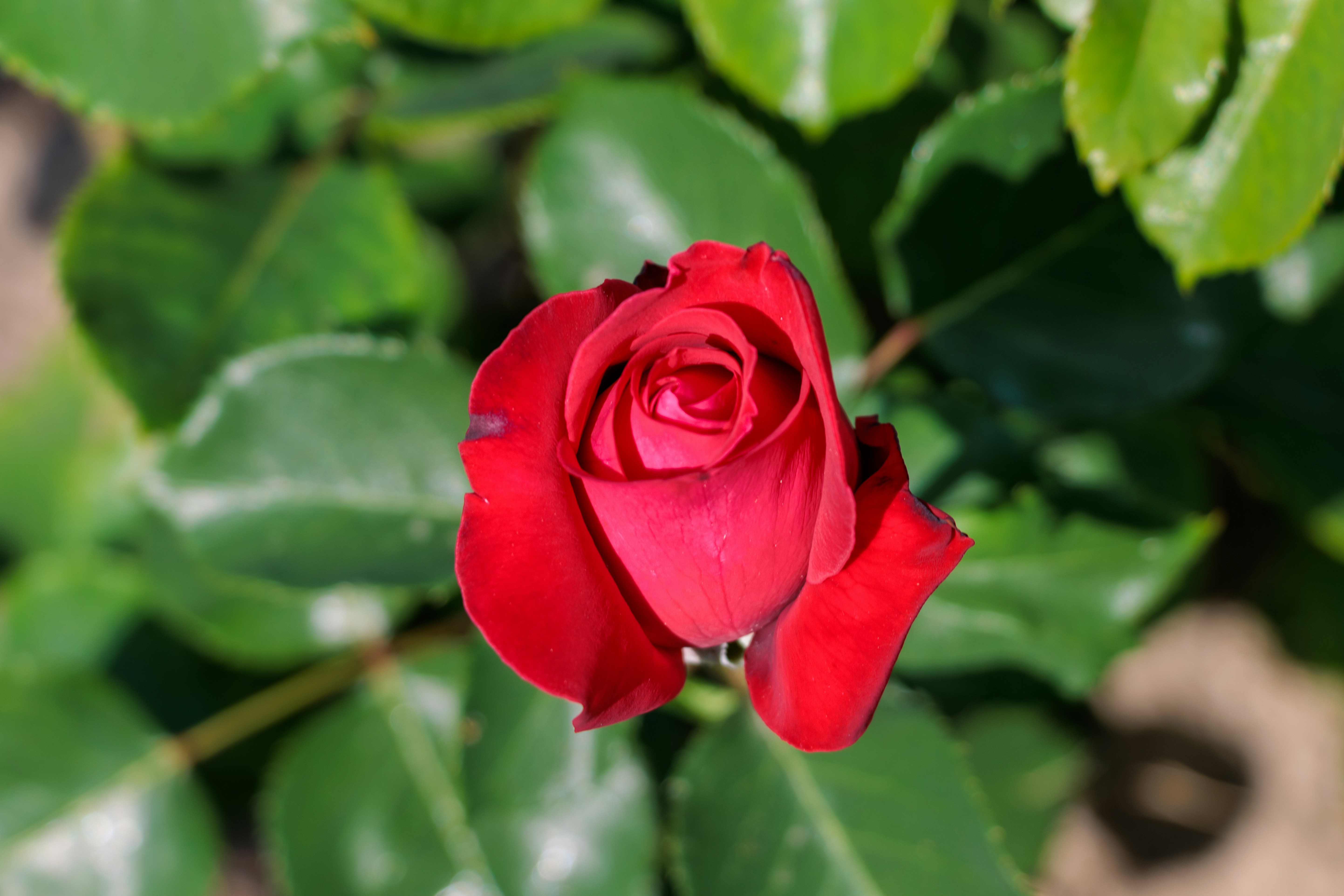 Photo by mechaowlstudios