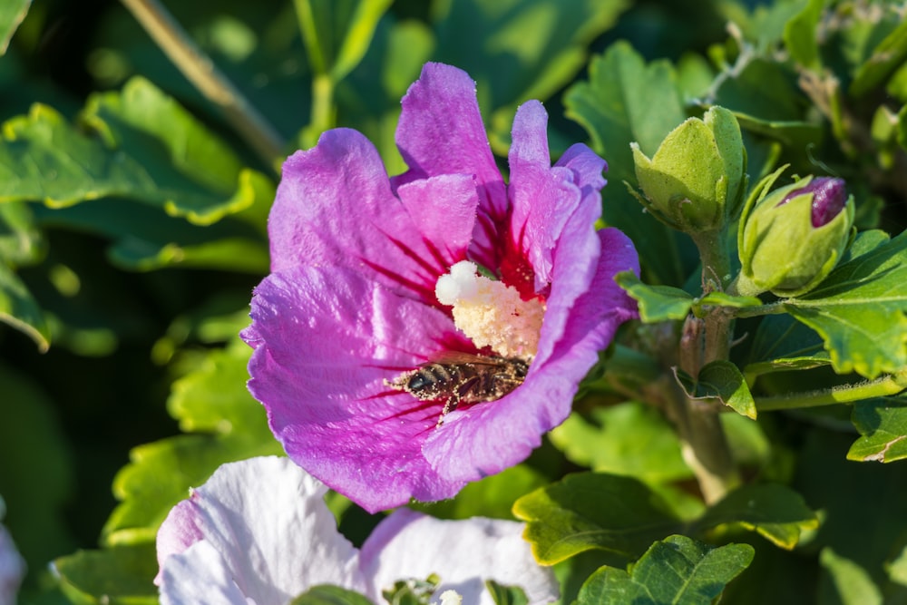 a pink flower with a bee inside of it