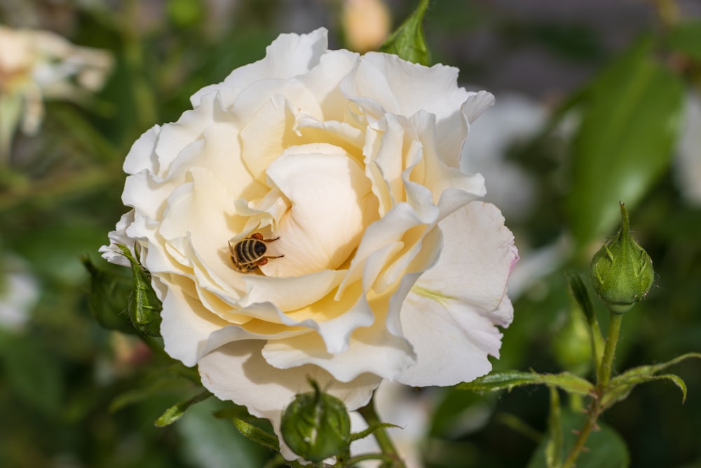 a white rose with a bee inside of it