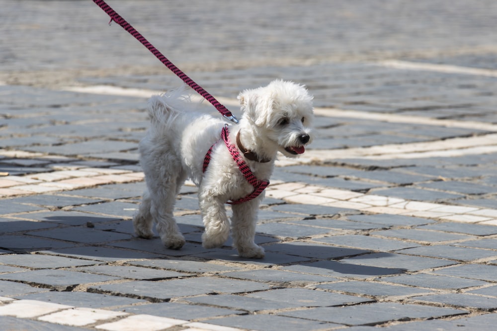 a small white dog with a red leash