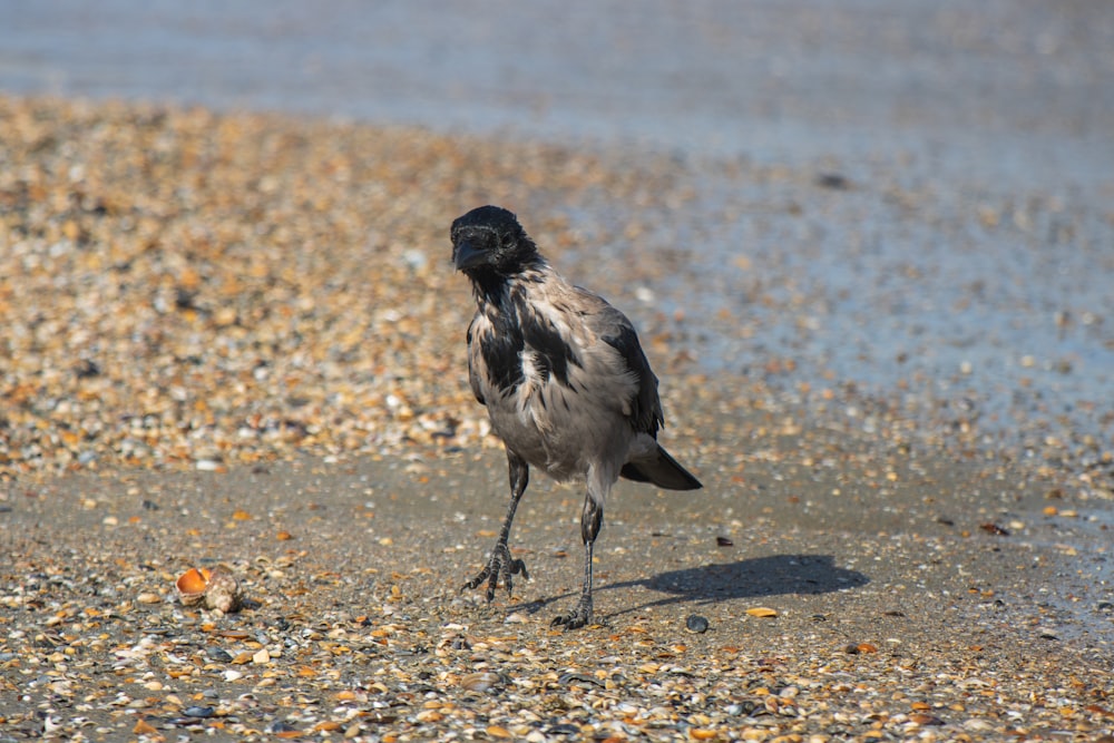 a black and white bird standing on a beach