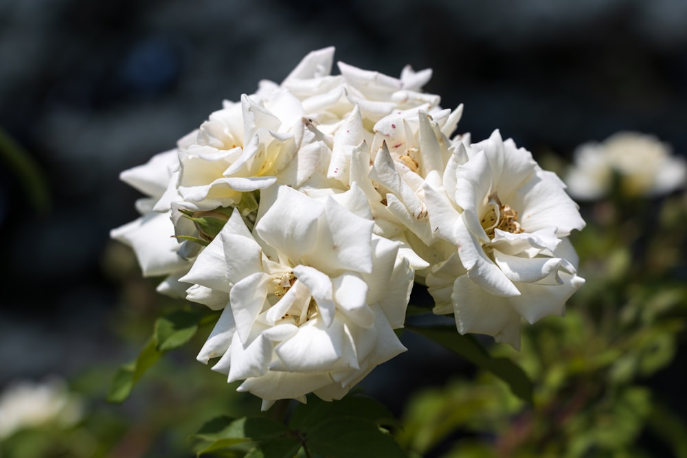 a close up of a white flower with green leaves