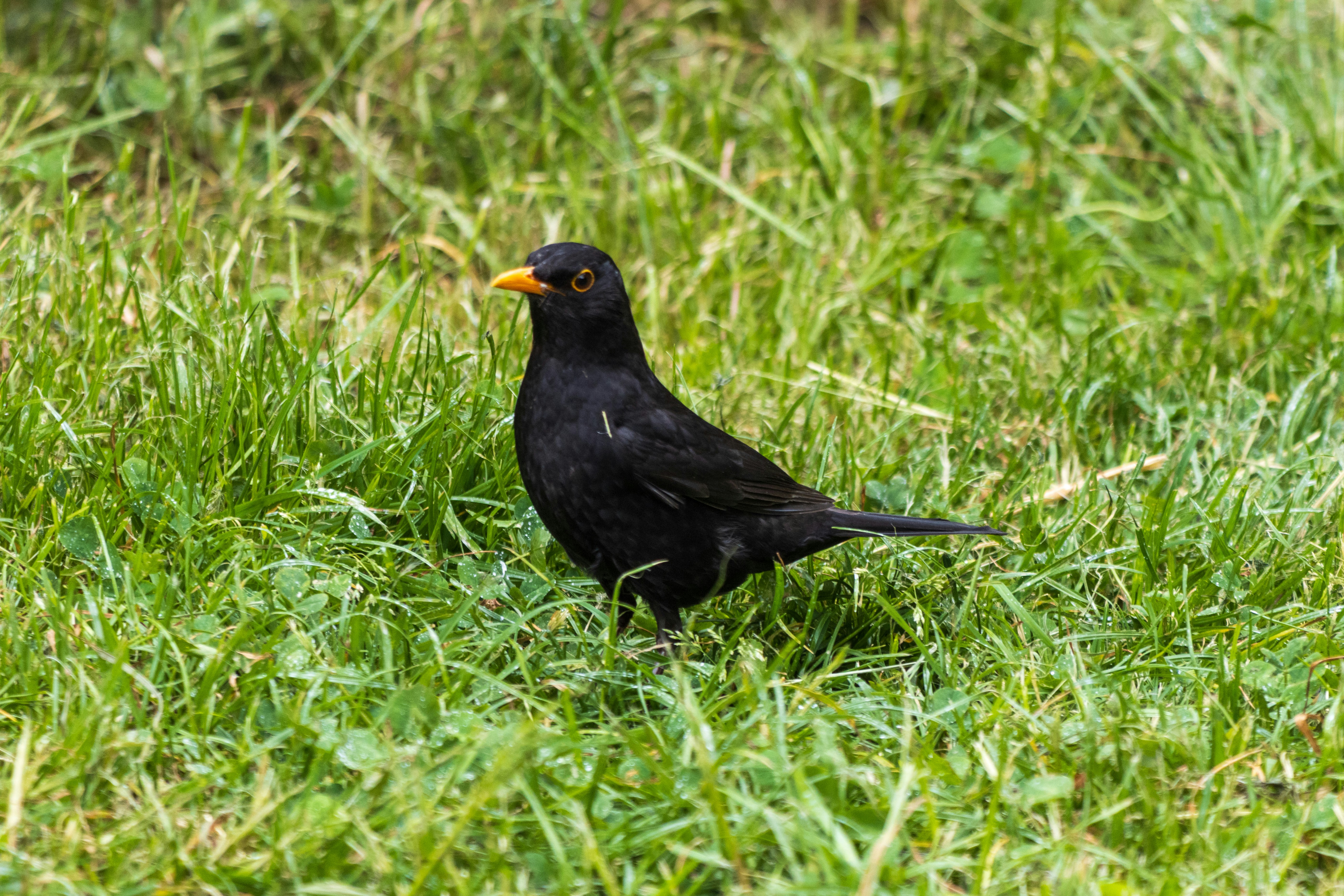 Photo by mechaowlstudios