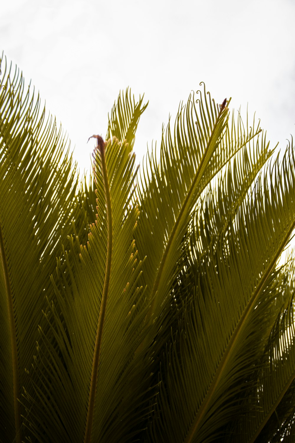 a close up of a palm tree with the sky in the background