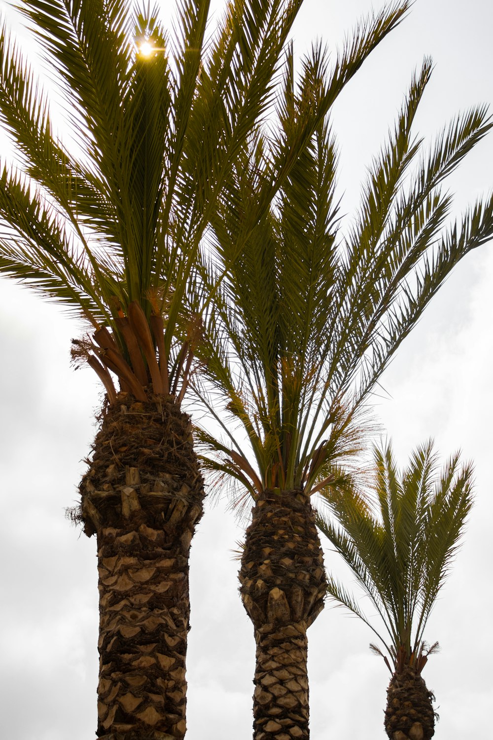 a couple of palm trees that are next to each other