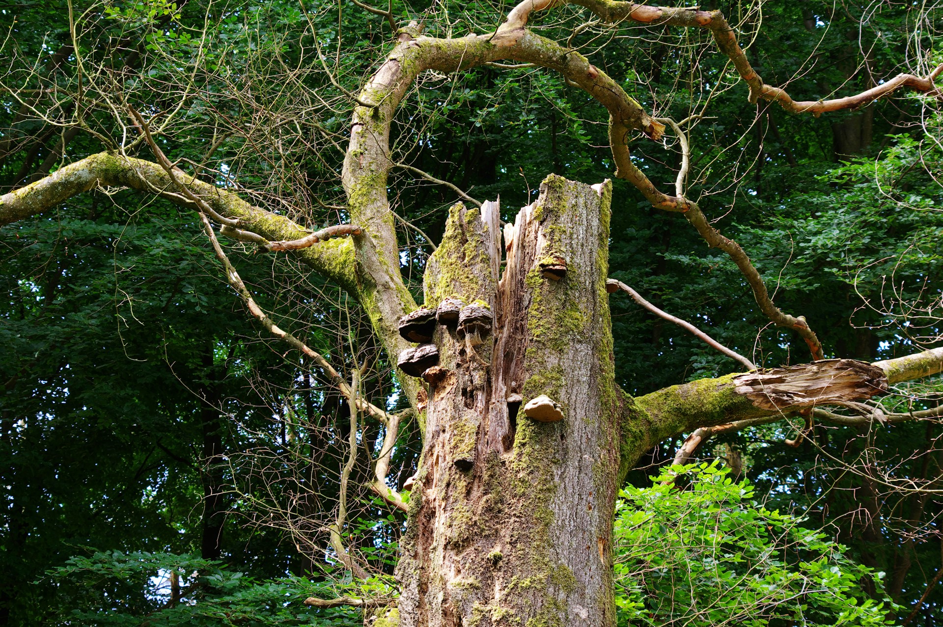 a tree that has been cut down in the forest