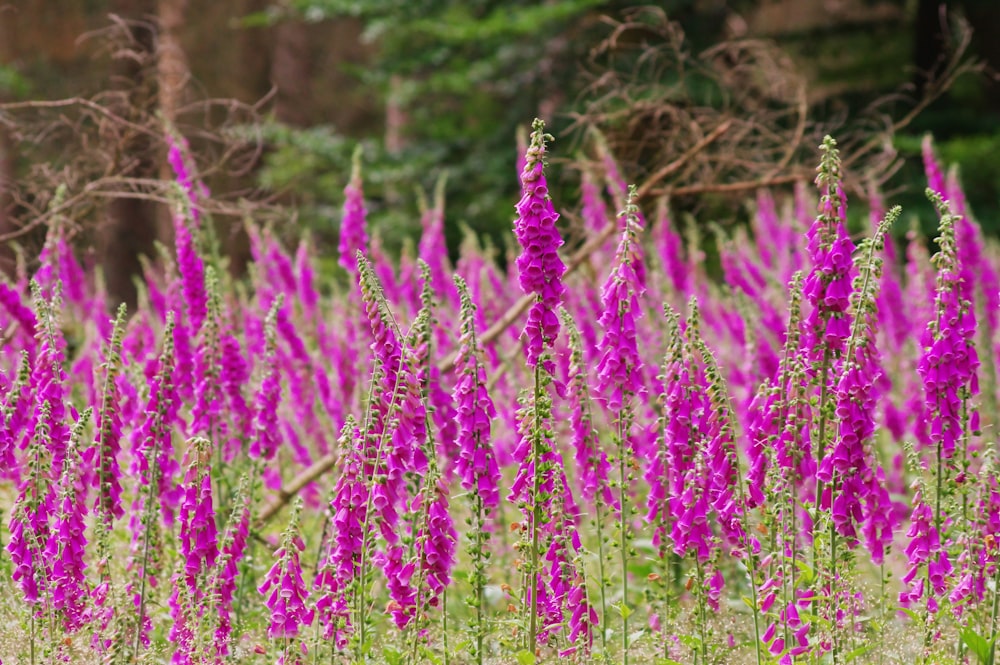 紫色の花が咲き乱れる野原と木々を背景に