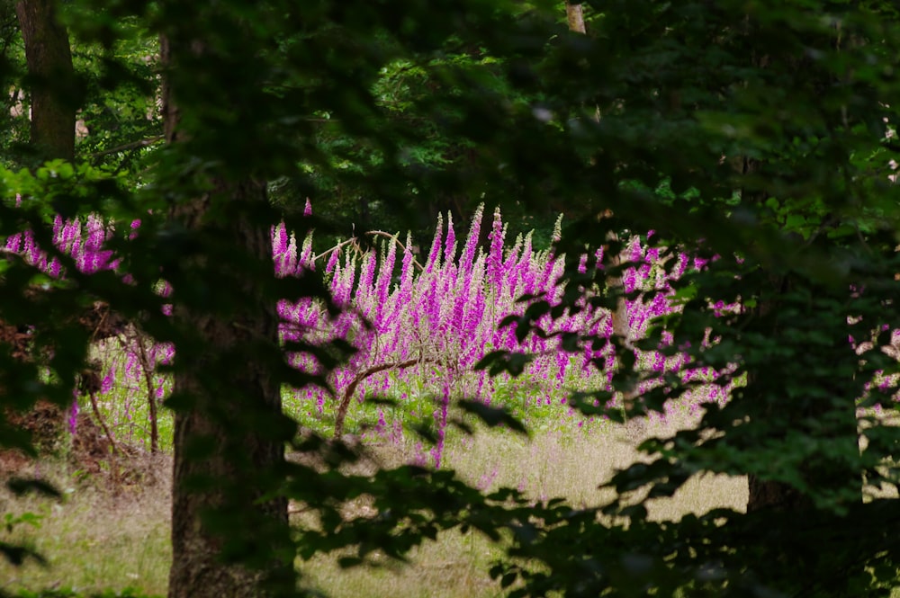 a field full of purple flowers surrounded by trees