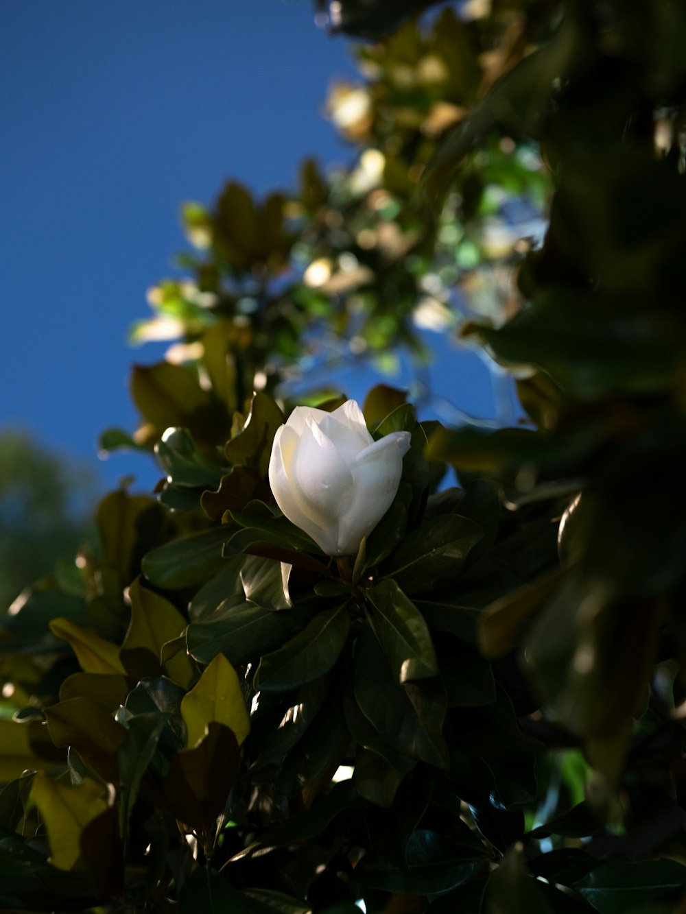 a white flower is growing on a tree