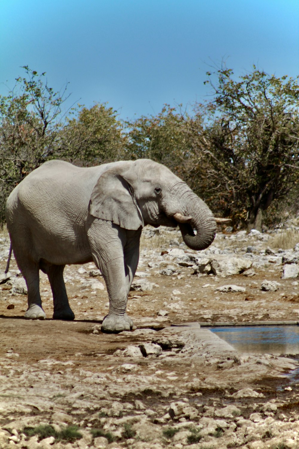 an elephant standing in the dirt near a watering hole