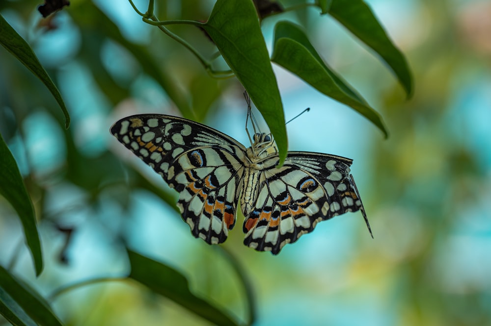 ein Schmetterling, der auf einem Blatt sitzt