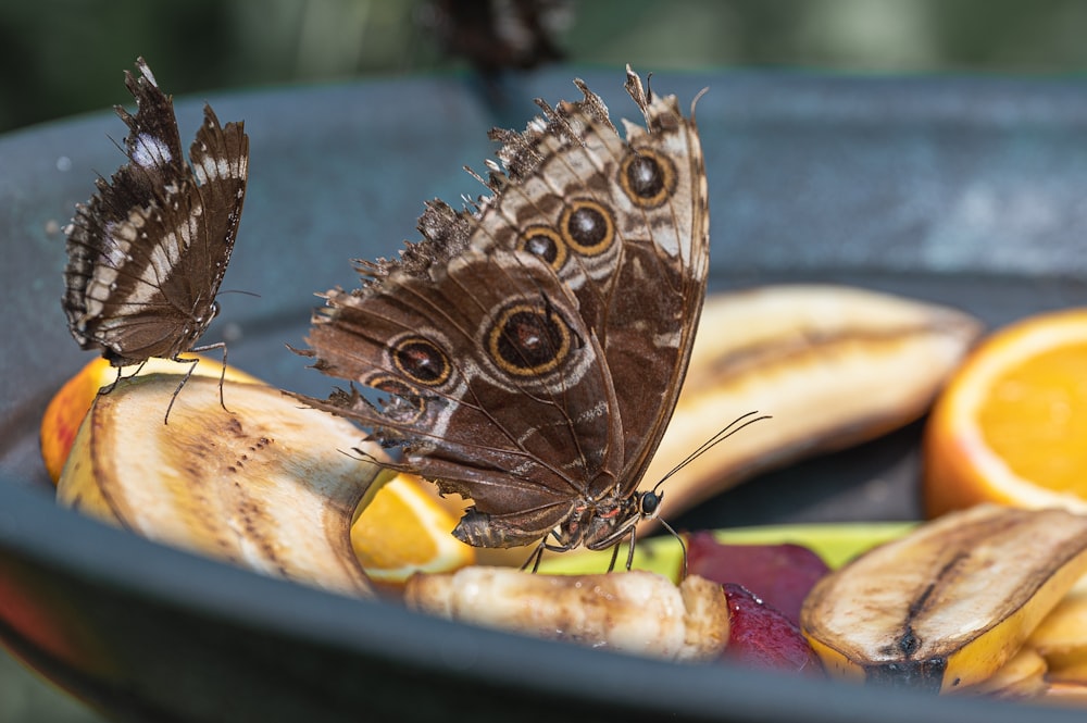 una farfalla marrone seduta sopra una buccia di banana