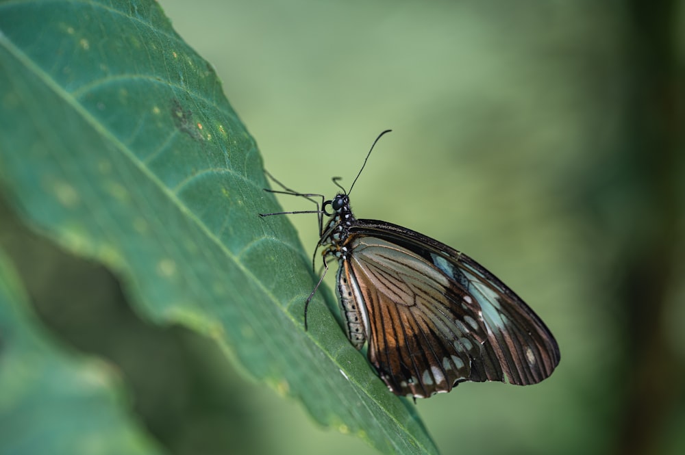 uma borboleta marrom e preta sentada em uma folha verde