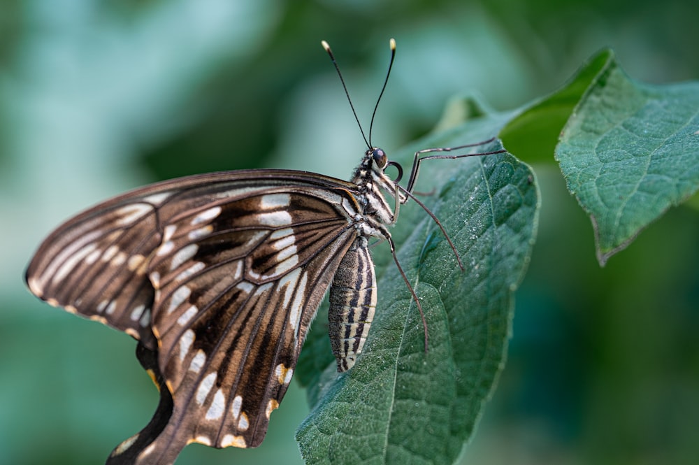 a close up of a butterfly on a leaf