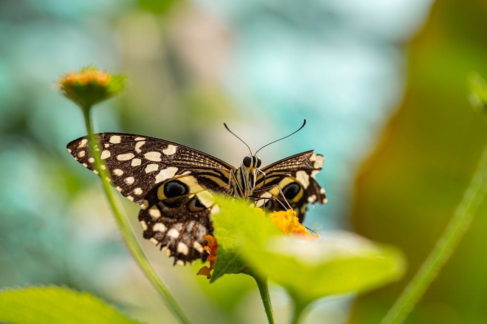 a close up of a butterfly on a flower