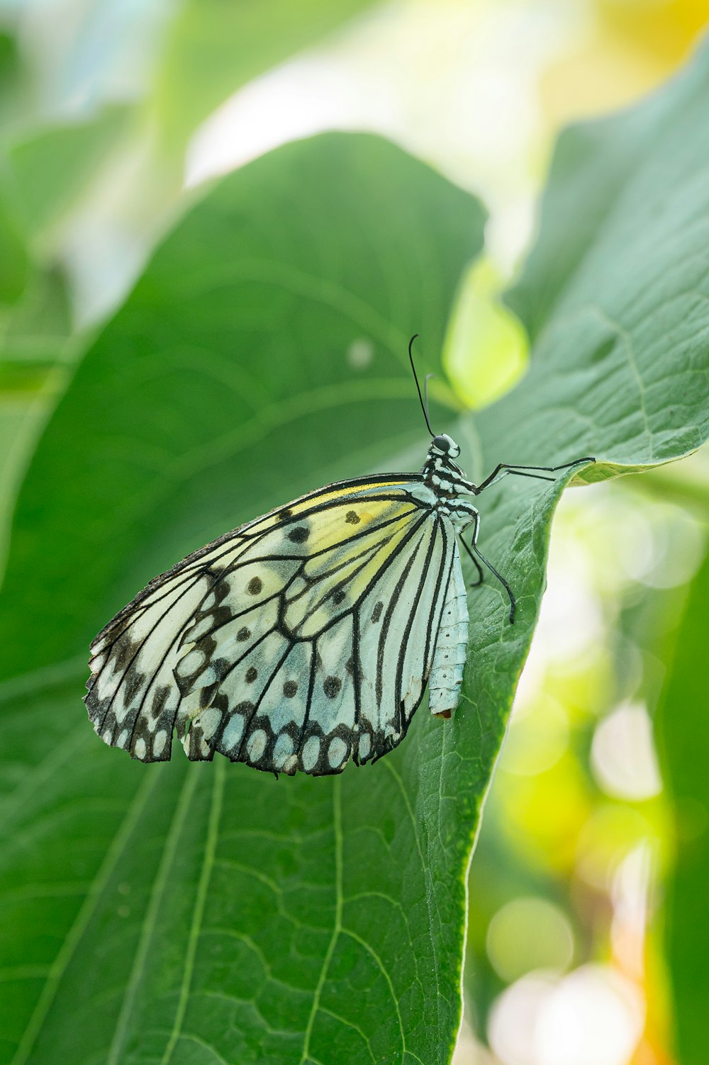 ein weißer und schwarzer Schmetterling, der auf einem grünen Blatt sitzt