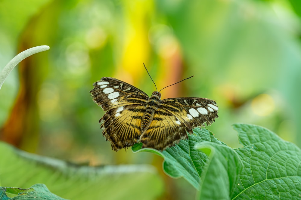 a large butterfly sitting on a green leaf