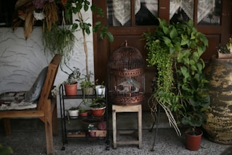 A cozy corner featuring a rustic wooden chair with a cushion beside a black metal plant stand holding various potted plants. A vintage birdcage, also serving as a decorative piece, is placed on a wooden stool. Multiple green plants are draped around, including a large potted plant on the right and hanging plants. The backdrop includes a wooden door with lace curtains, contributing to a quaint, vintage ambiance.